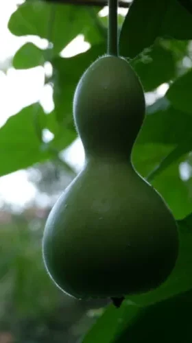 magnifique calebasse prête à être récoltée