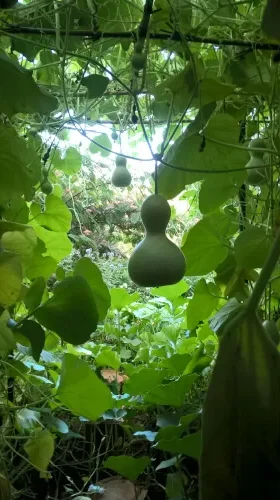 plusieurs calebasses encore sur l 'arbre dans la plantation de Lukay
